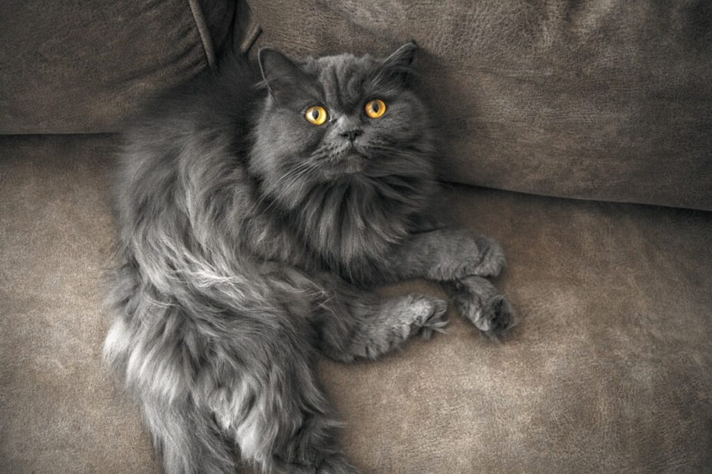 felino grigio peloso