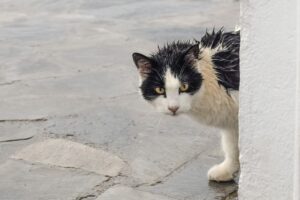 4 cose da fare quando ci si imbatte in un gatto randagio