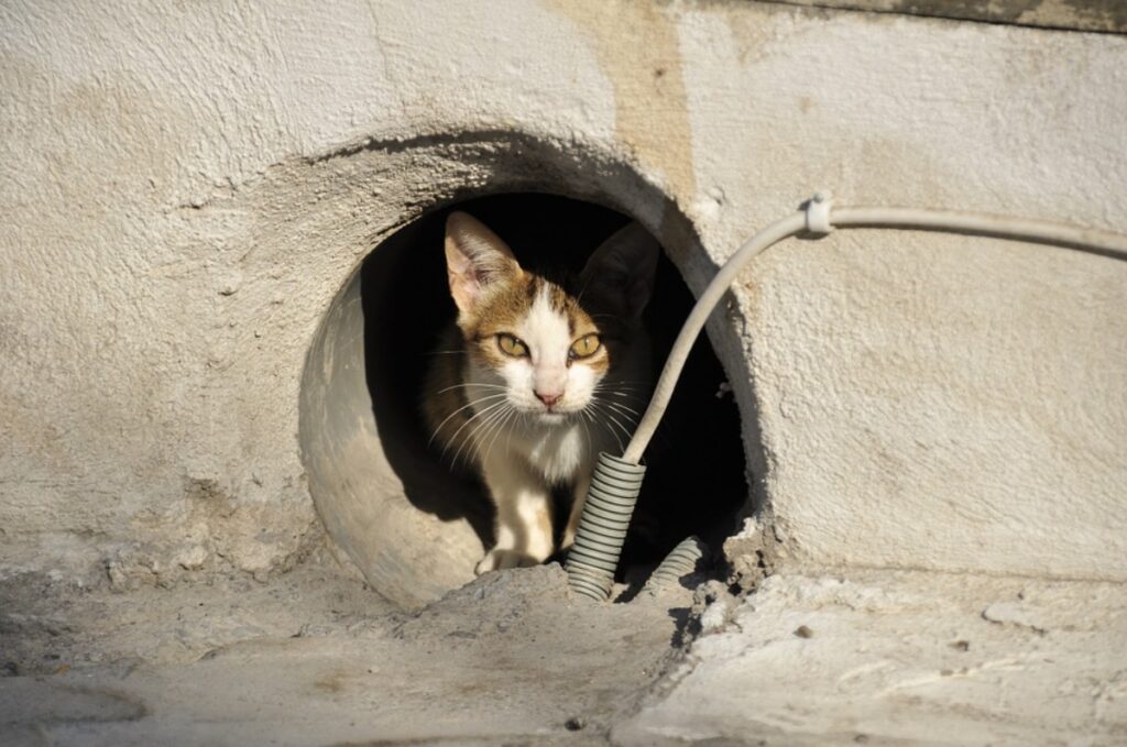 felino buco affacciato