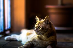 4 cose da non fare quando lasci il gatto solo in casa