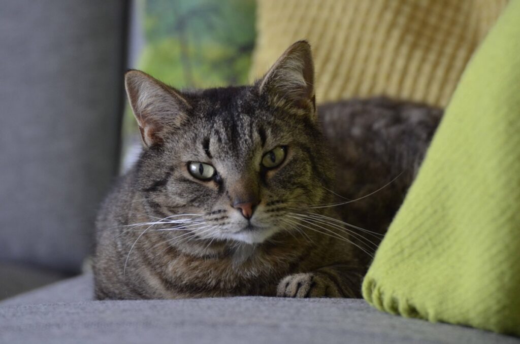 felino tigrato dolce