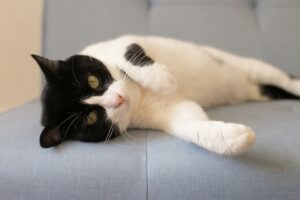 4 cose un po’ disgustose che i gatti amano fare