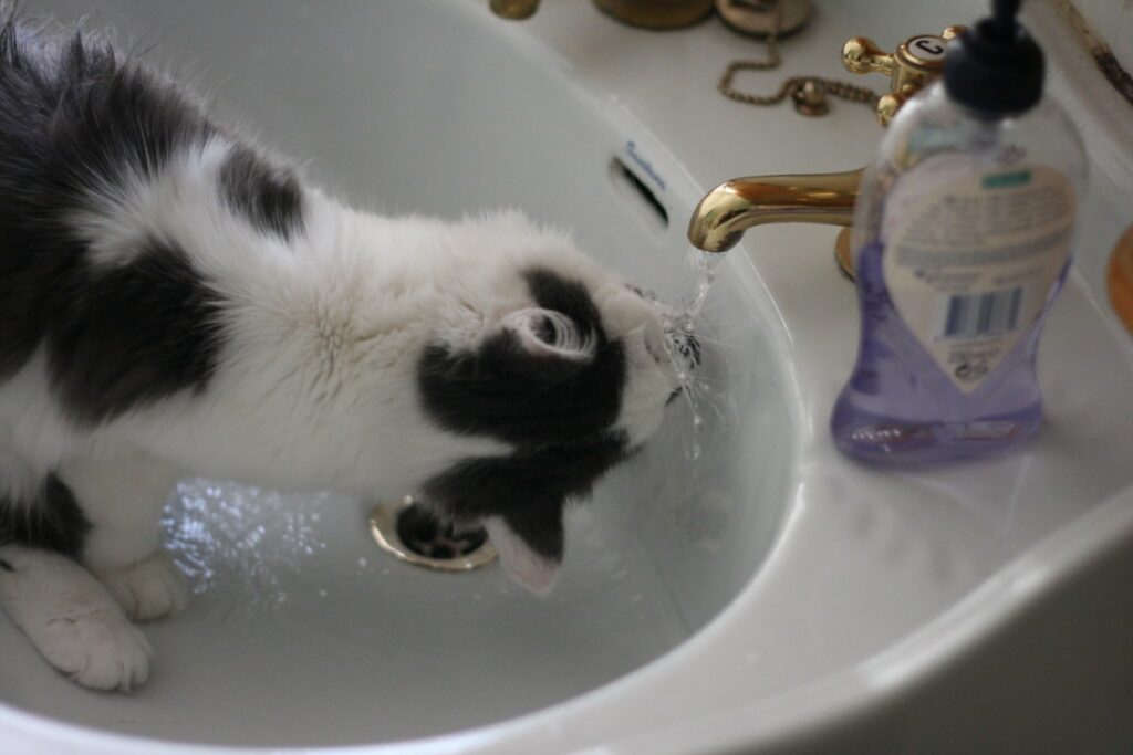 gatto beve acqua