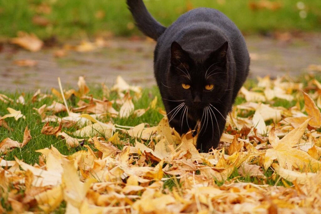 gatto nero foglie