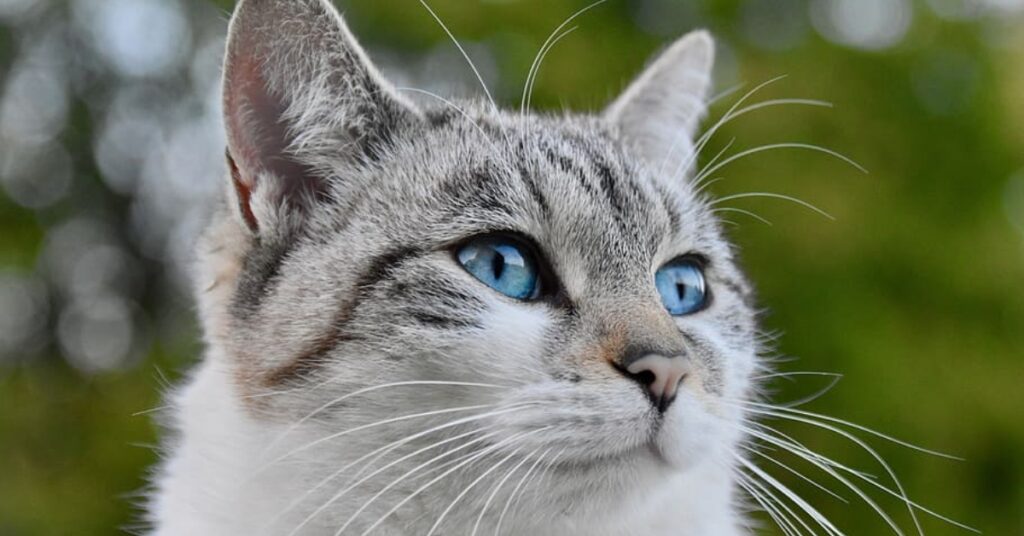 felino sguardo curioso