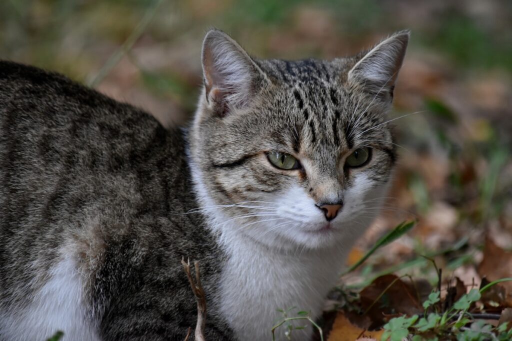 gatto sguardo scontroso