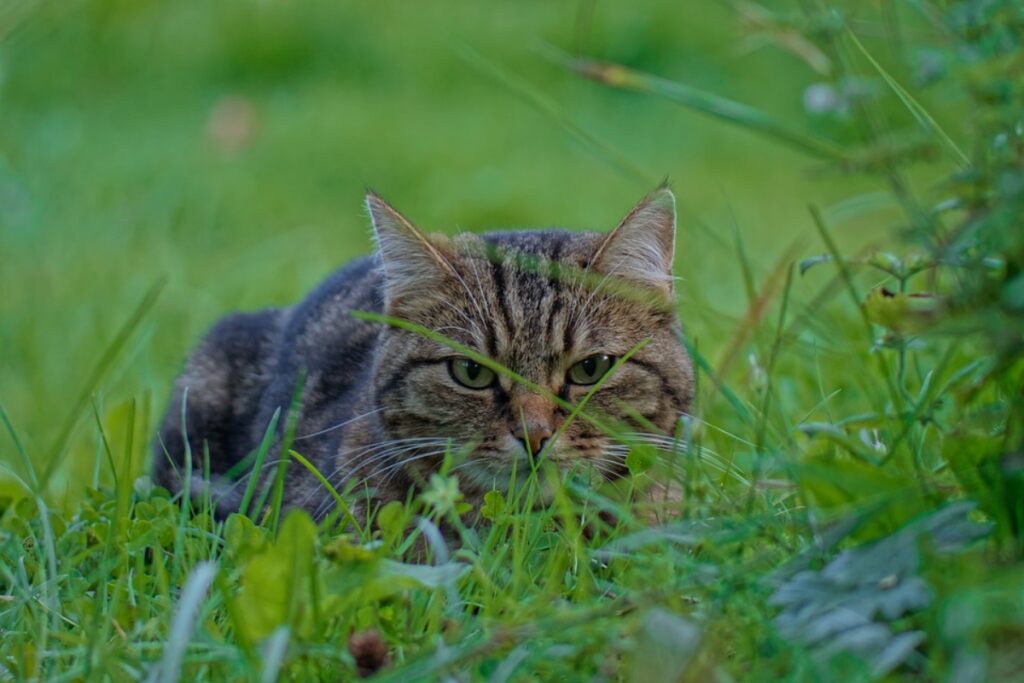 felino giardino prato