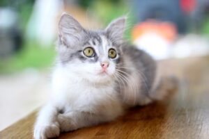 4 motivi per cui il gatto non copre i bisogni