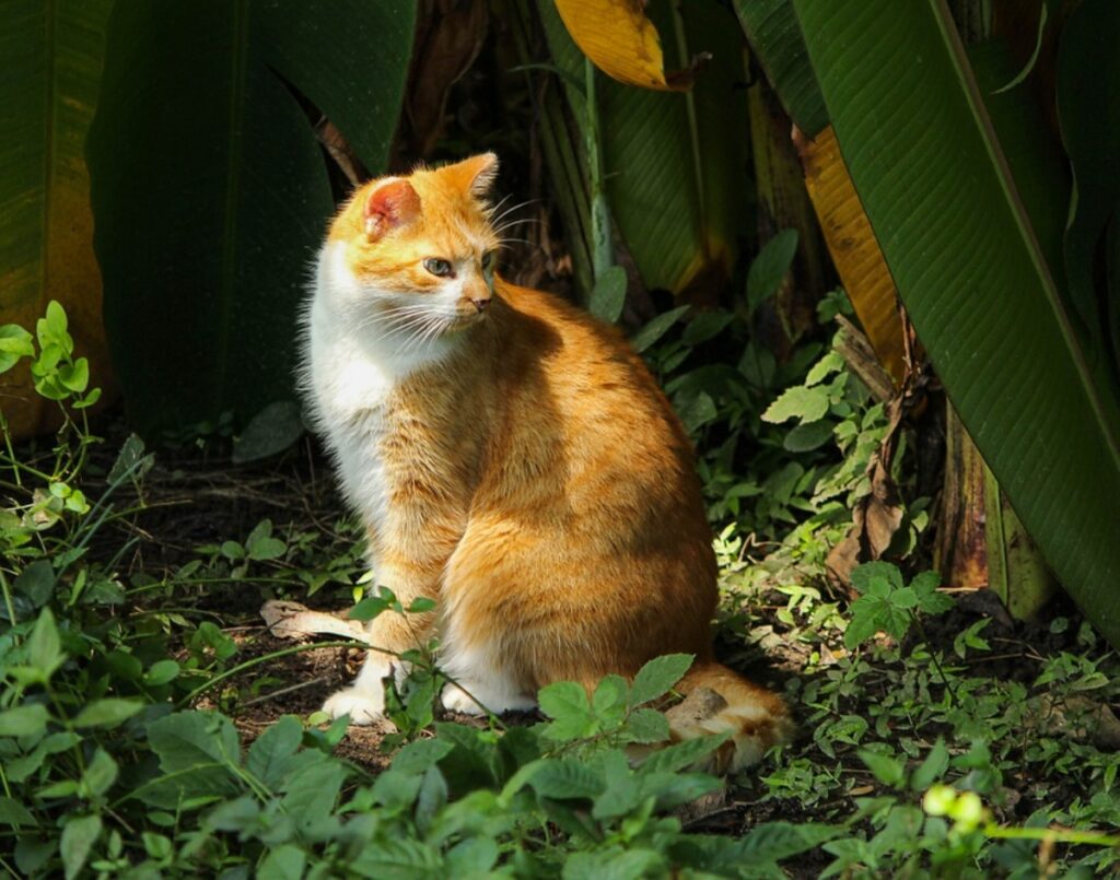 gatto natura seduto