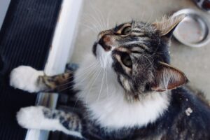 4 motivi per cui il gatto ti “annusa” il respiro