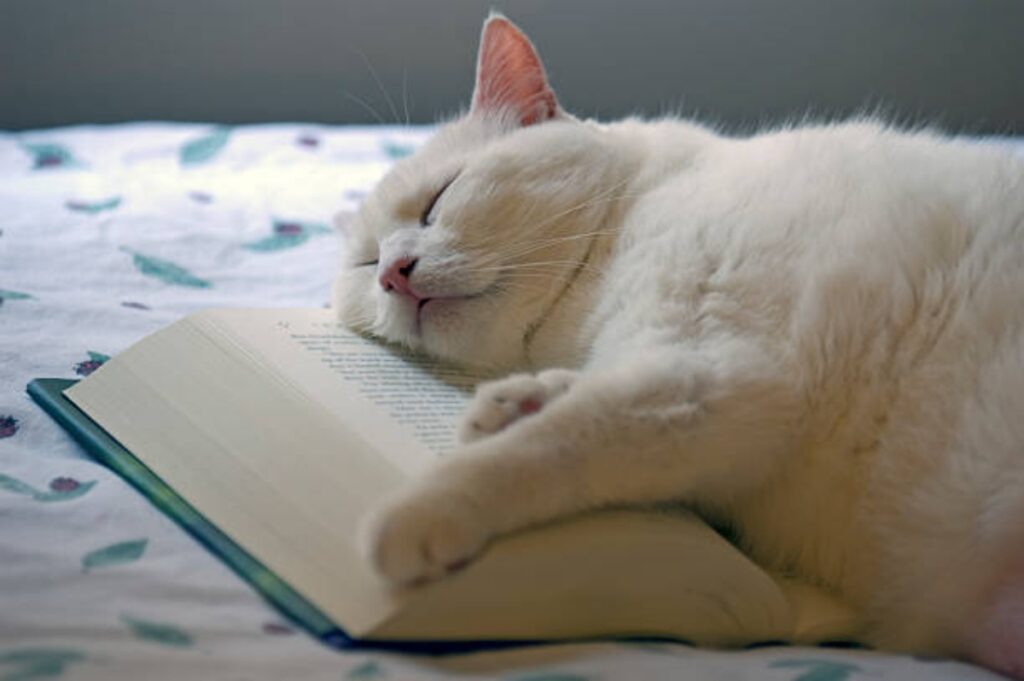 gatto libro pagina