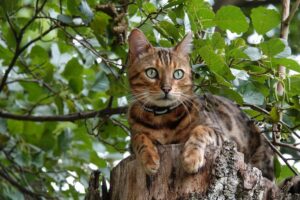 4 ragioni per cui i gatti si arrampicano sugli alberi