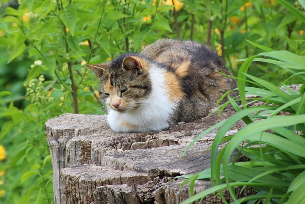 gatto nella natura