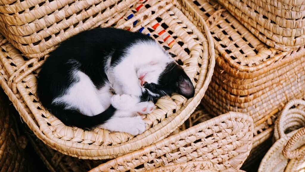felino cesta dorme