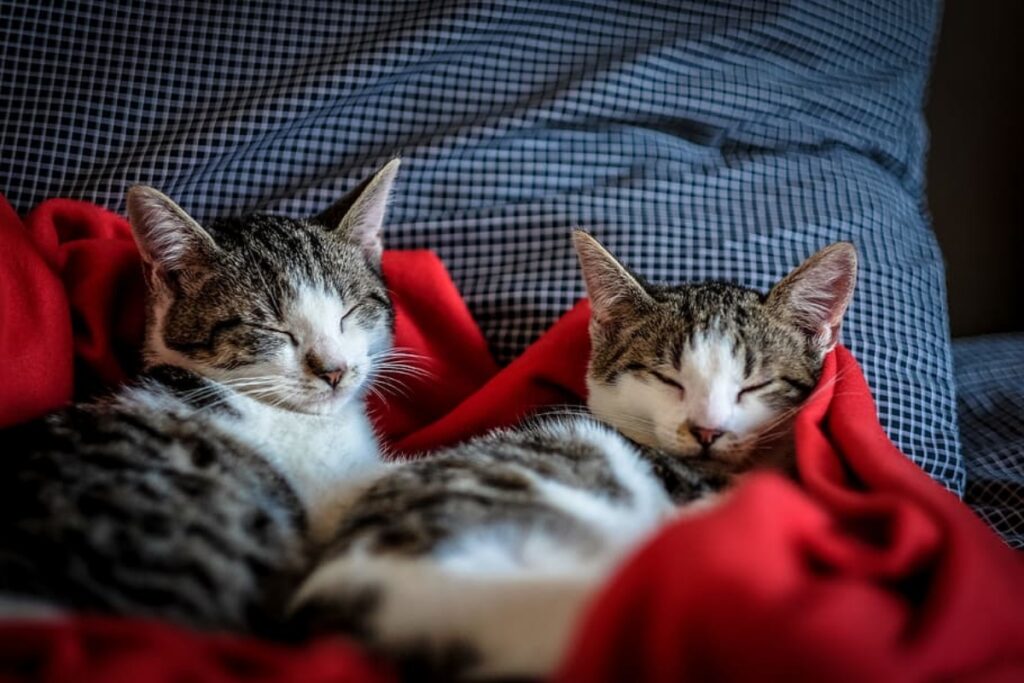 felini coppia assonnata