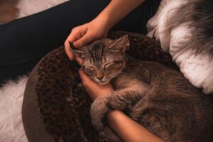 4 ragioni per cui il gatto ama dormire sul tuo petto