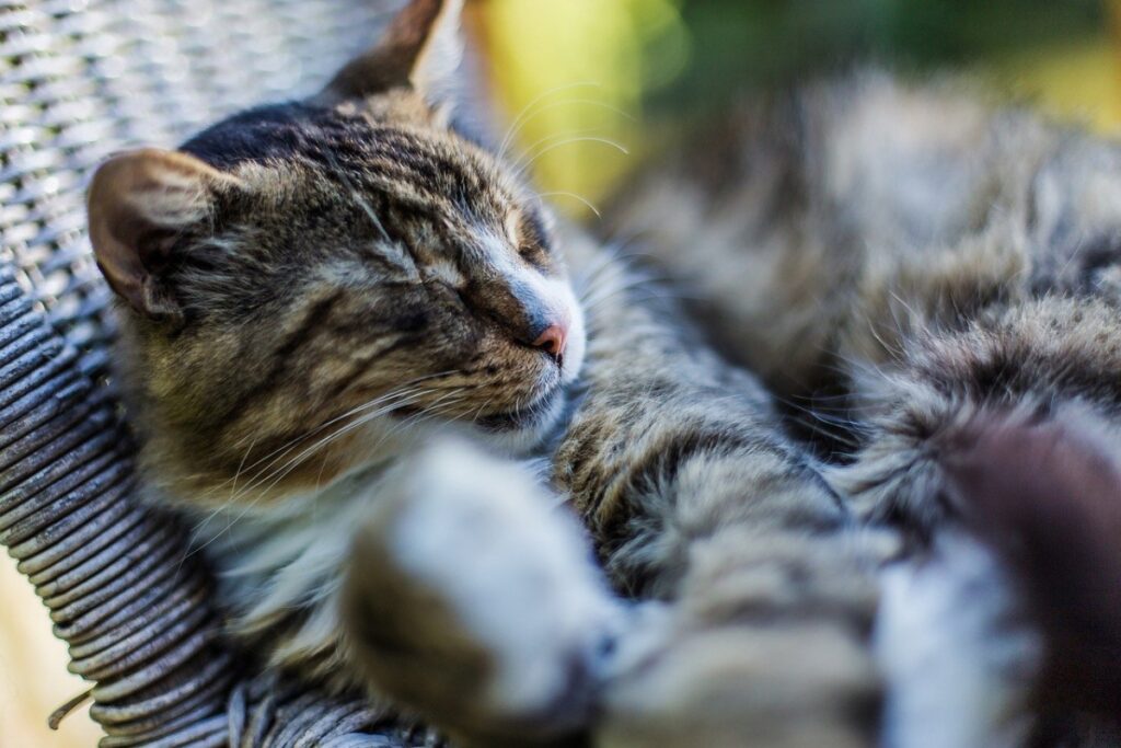 felino dolce tenero