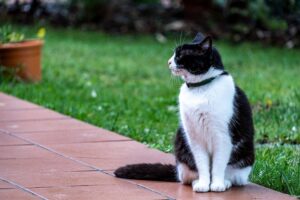 4 ragioni per cui il gatto dovrebbe indossare un collare