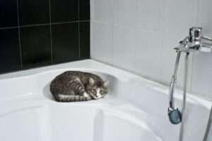 4 ragioni per cui il gatto fa la pupù nella vasca da bagno