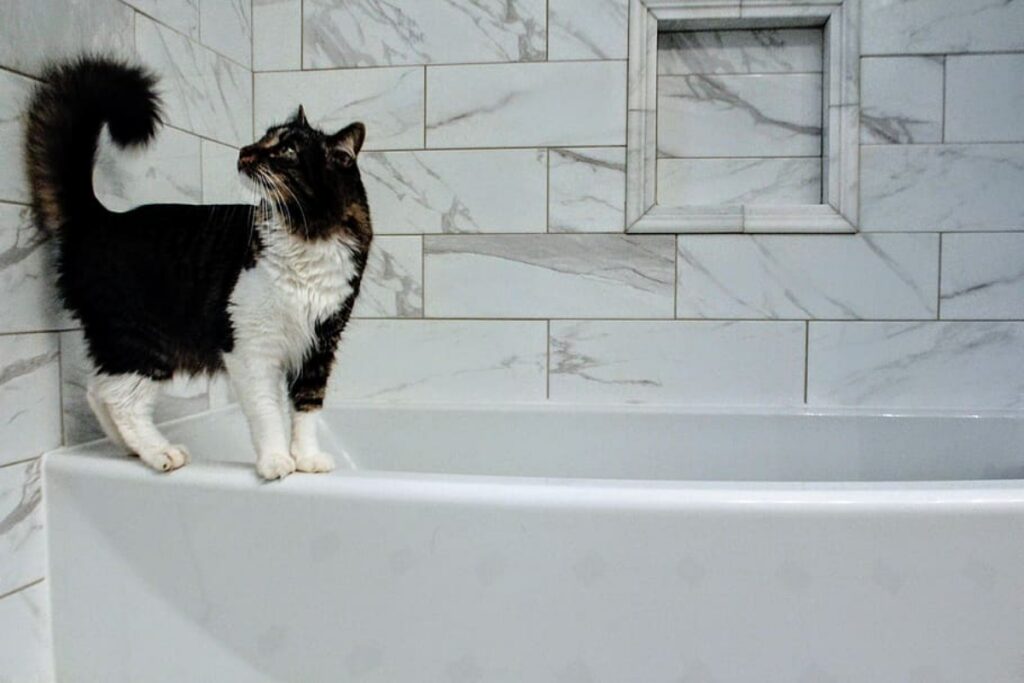 felino in bagno