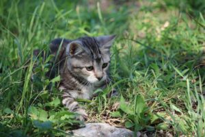 4 ragioni per cui il gatto seppellisce il cibo