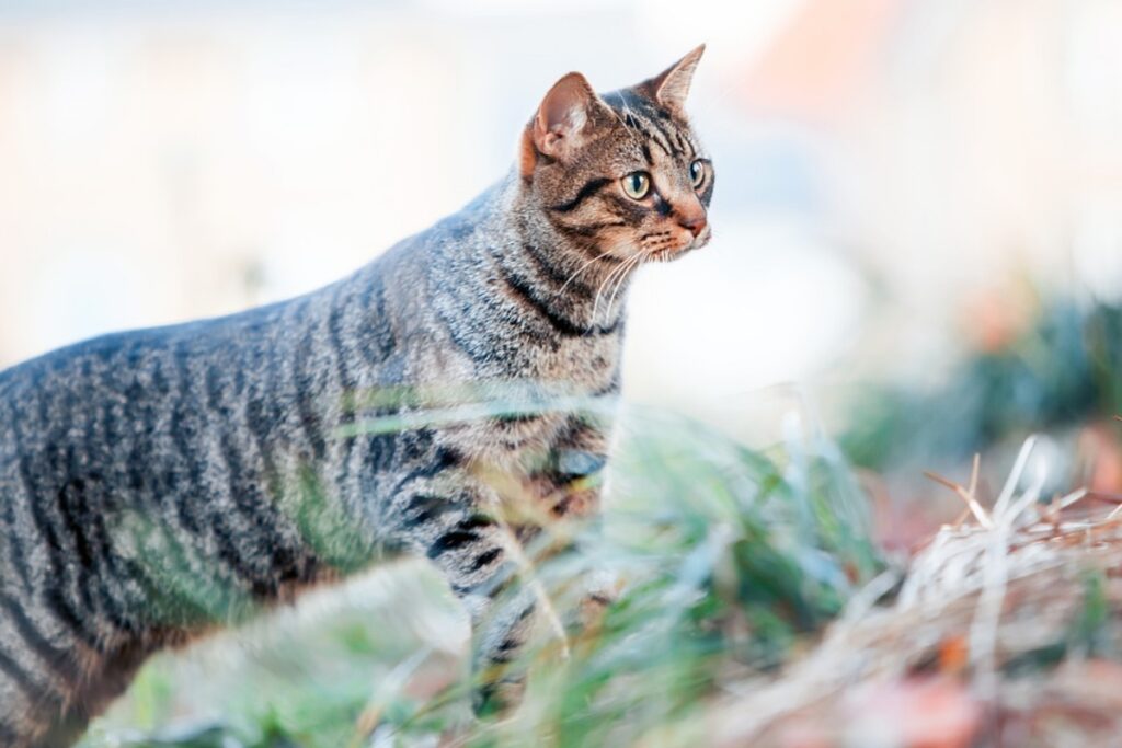 gatto tenero peloso