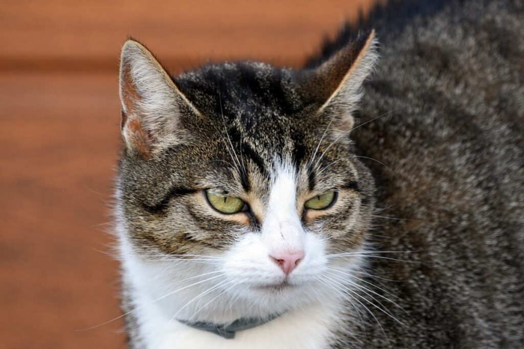 micio faccia buffa