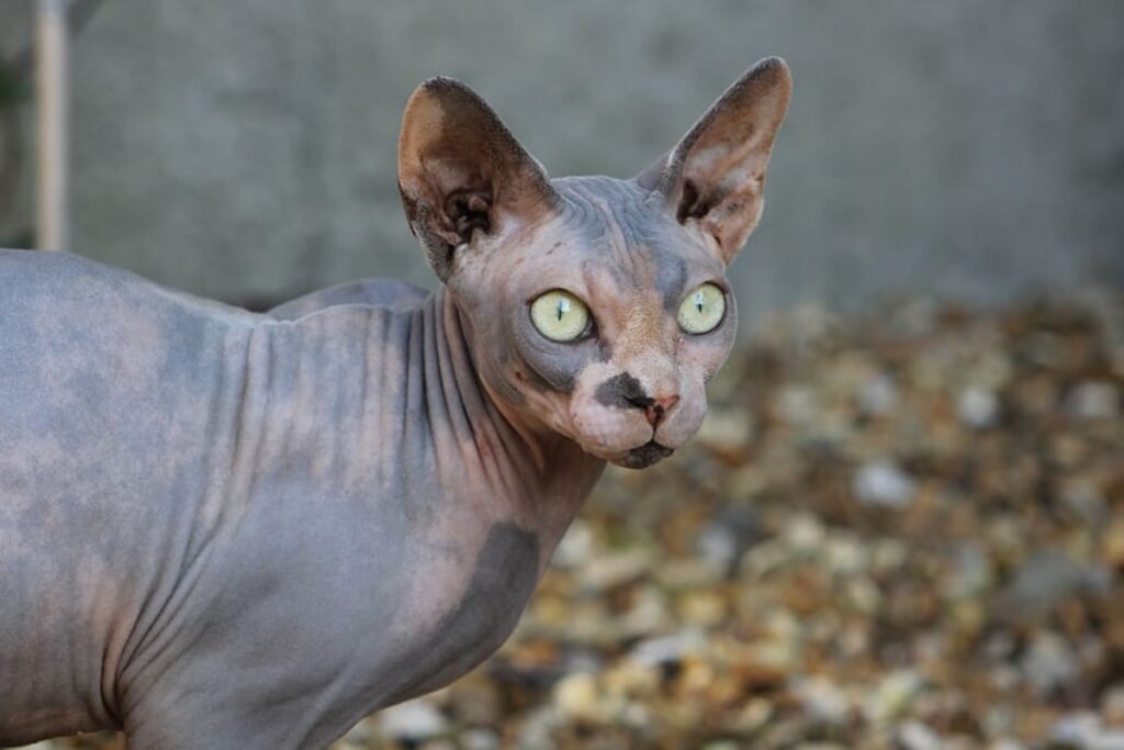 felino sphynx tenero