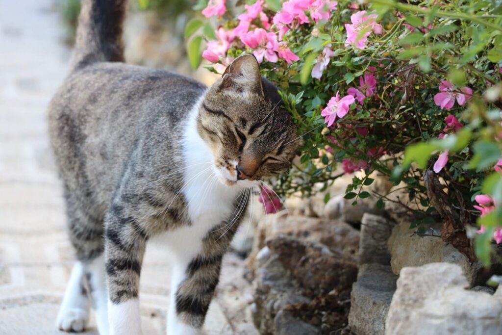 micio coccole fiori