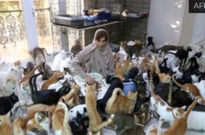480 gattini e dodici cani vivono tutti insieme in una cittadina dell’Oman