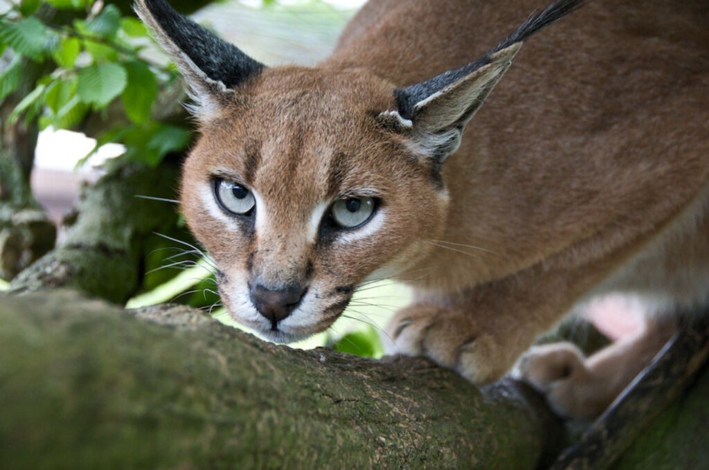 5 cose che forse non sai sui gatti Caracal