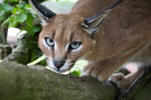 5 cose che forse non sai sui gatti Caracal