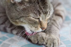 5 cose importanti da sapere riguardo le palle di pelo nel gatto