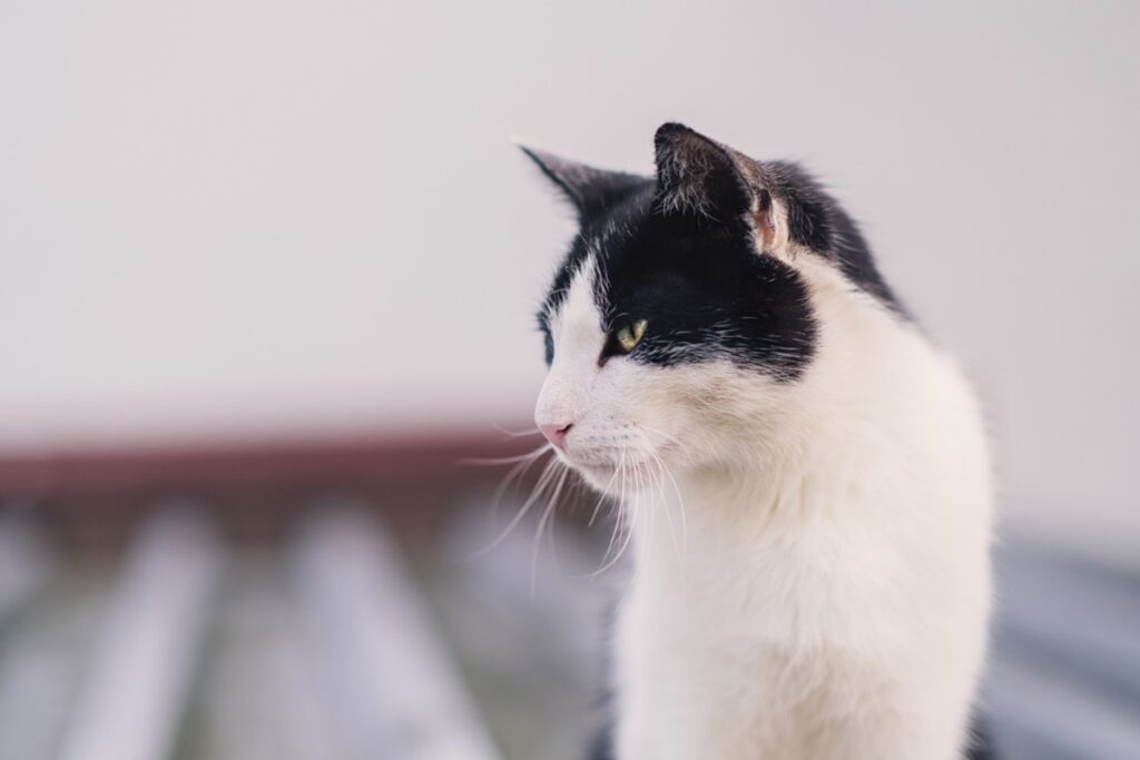 gatto bianco nero