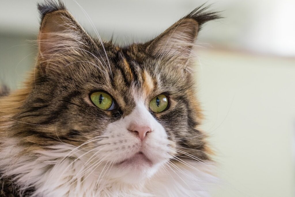 gatto maine coon