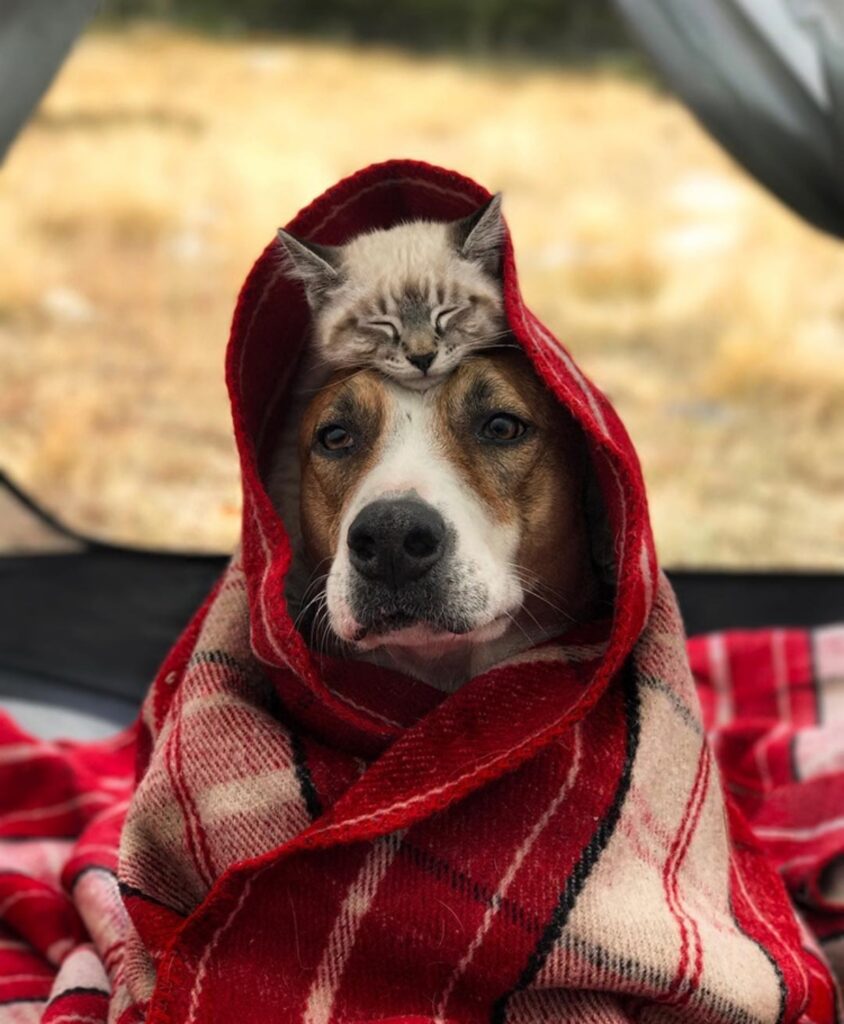 felino testa cane