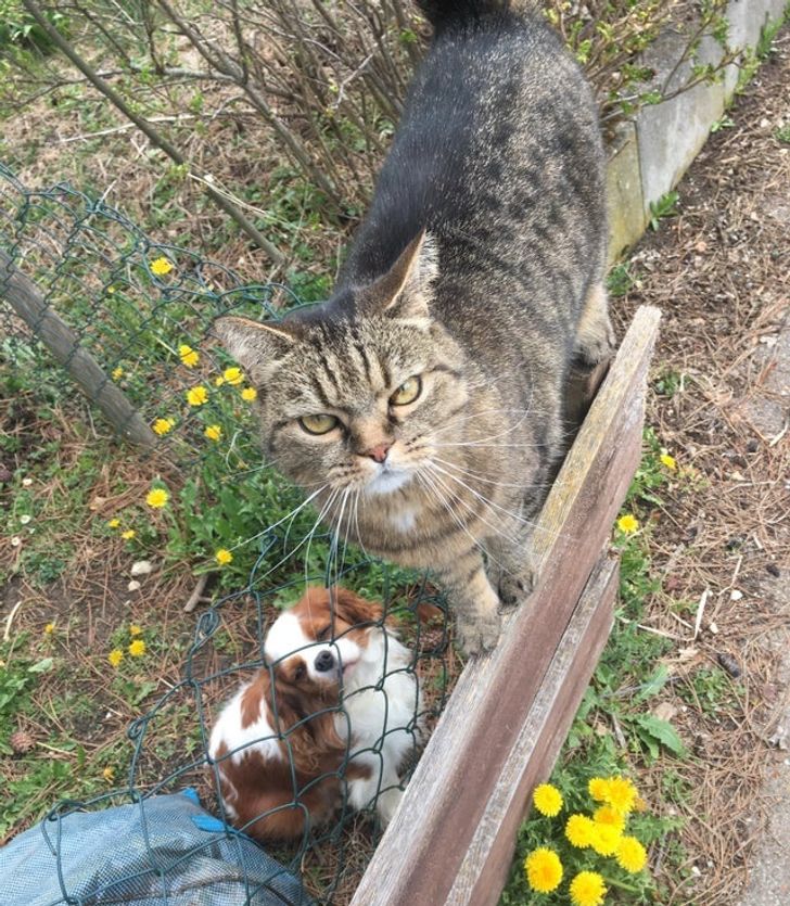 gatto arrabbiato cane