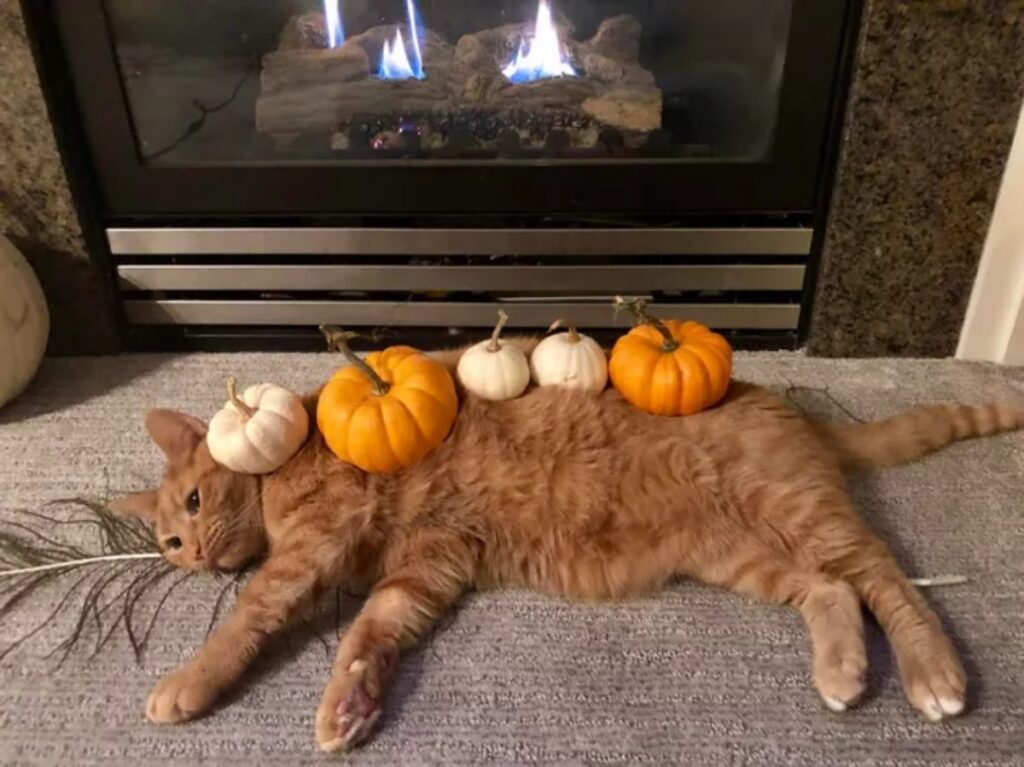 gatto zucca buffo