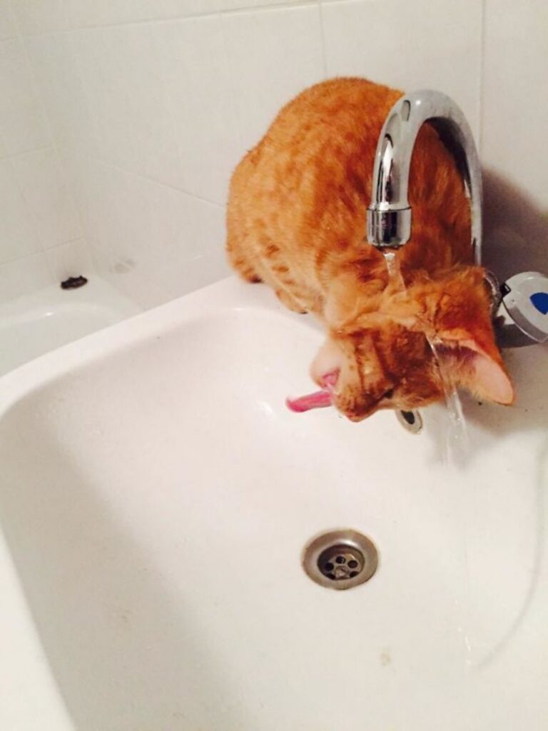 felino beve acqua