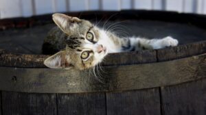 6 foto di gatti a cui piace fare cose senza alcun senso logico