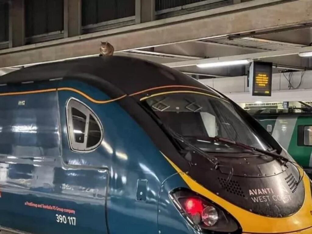 gatto sopra treno