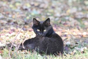 6 foto di gatti a cui piace troppo combinare pasticci in casa