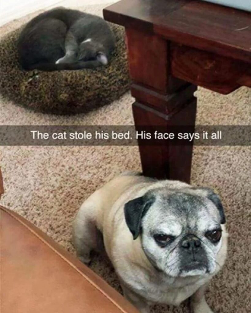 cucciolo cane arrabbiato