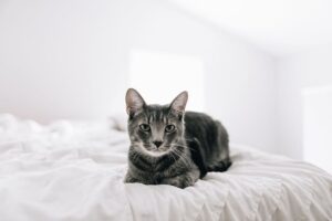 6 foto di gatti a dir poco esperti come conquistatori