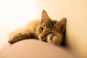 6 foto di gatti a dir poco perfetti nel ricoprire il ruolo di Lupin