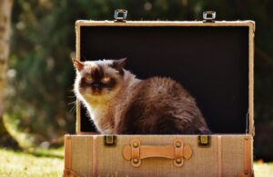 6 foto di gatti capaci di adattarsi in qualsiasi spazio