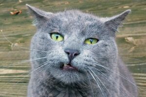 6 foto di gatti capaci di fare smorfie assurde