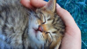 6 foto di gatti che amano sonnecchiare nei posti più improbabili