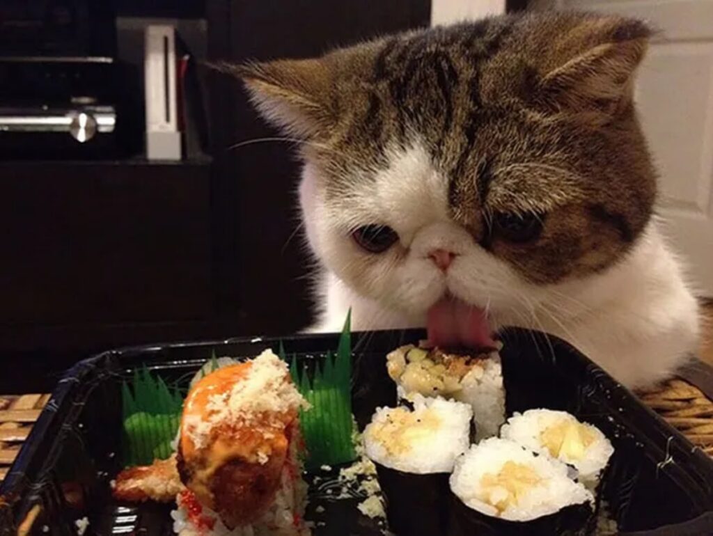 micio sushi dolce