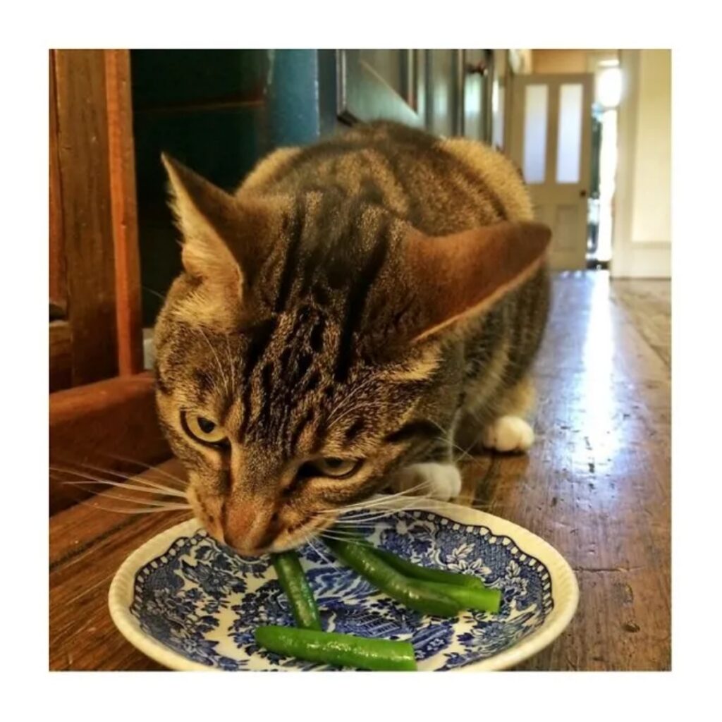 gatto con fagiolini